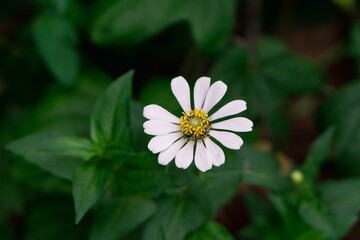 Close up of white zinnia flower, Zinnia flower in the garden. Close up of a white zinnias flower against green foliage background