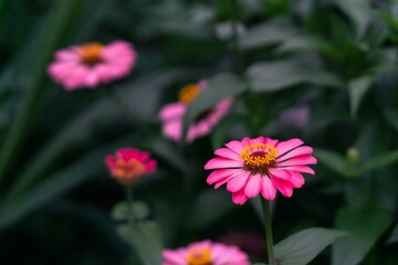 Obraz premium Close up of pink zinnia flower, Zinnia flower in the garden. Close up of a pink zinnias flower against green foliage background