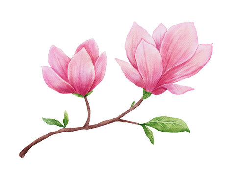Watercolor magnolia isolated. Hand drawn pink flower for greeting cards, invitations. Botanical hand painted illustration