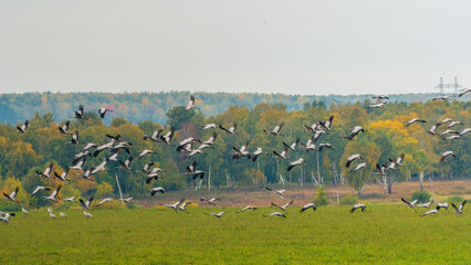 Flying cranes flock against blue sky