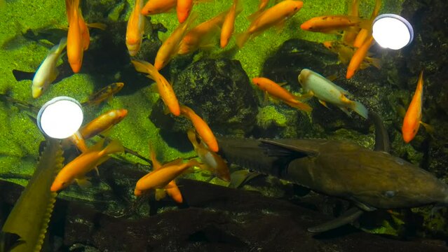 oxydoras niger in an aquarium with colorful cichlids, top view.