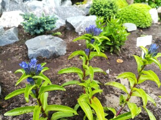 Blooming Gentiana on a flower bed in the garden. Floral wallpaper
