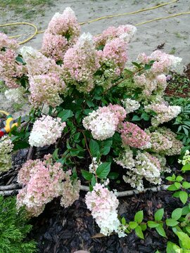 Huge Hydrangea Paniculata Sundae Fraise Inflorescences With Pink,white And Orange Delicate Petals On A Flower Bed.autumn Blooming Bush. Nature Wallpaper