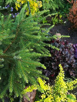 Serbian spruce with silver branches on a background of purple heuchera and bright yellow Barberry Aurea . Flower Wallpaper.Coniferous garden