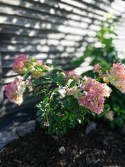 big tilted long Hydrangea paniculata Sundae Fraise inflorescences on the background of  gray wooden...