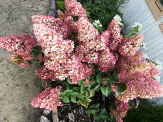 huge Hydrangea paniculata Sundae Fraise inflorescences with pink,white and orange delicate petals...