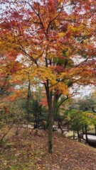 Fototapeta premium Stand colorful maple