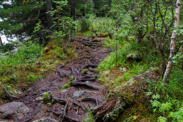 Dreamy path in woods with roots and mud