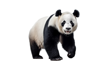 giant panda isolated on white background generative ai