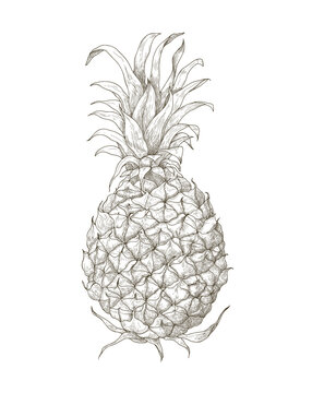 Pineapple, sketch in vintage style. Ananas, whole tropical fruit, retro detailed ink drawing, outlined contoured etching, engraving, woodcut. Drawn vector illustration isolated on white background