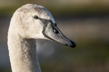 close up portrait of the young mute swan