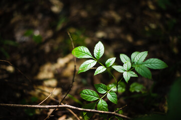 Sylvan Serenity: Green Leaves Adorn the Enchanted Forest