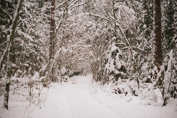 forest in winter