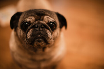 portrait of pug