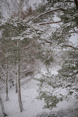 river in winter forest