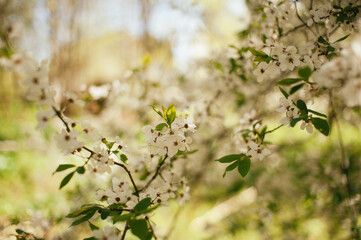 blooming tree