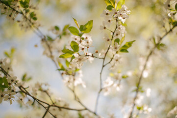 blooming tree