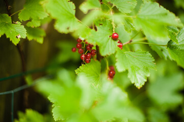 red currant on a bush