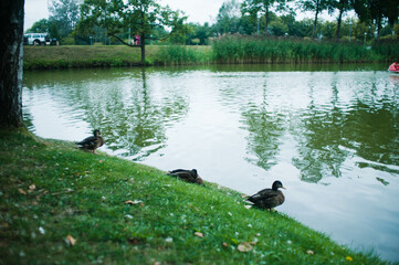 ducks on the lake