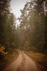 road in the woods