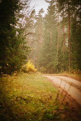 path in the forest