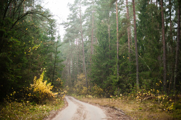 Fototapeta na wymiar road in the woods