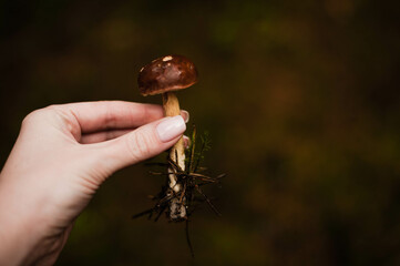 hand holding a mushroom