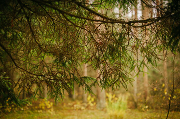 autumn in the park