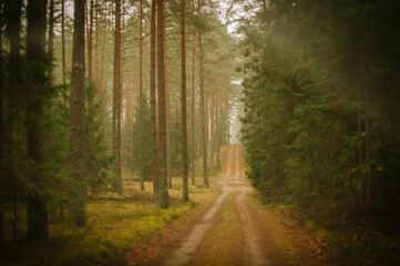 road in the woods