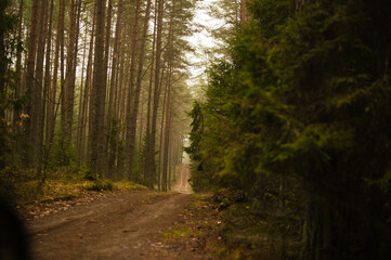 path in the forest