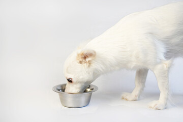 Obraz premium Little white dog eating from a bowl on a white background