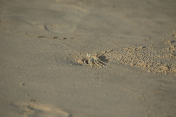 A sand crab on the beach