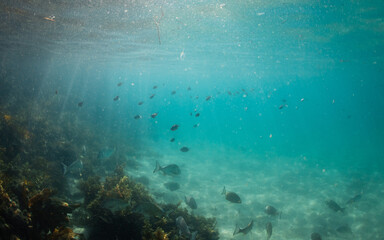 School of fish on the blue ocean.