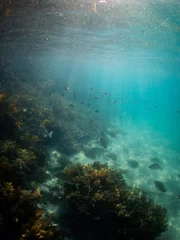 Foto op Aluminium Beautiful school of fish swimming around the reef. © AlexandraDaryl