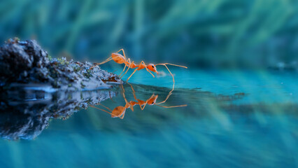 the reflection ant