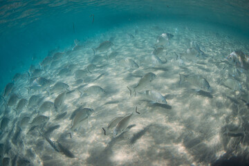 Big group of fish swimming around the sandy ocean floor.