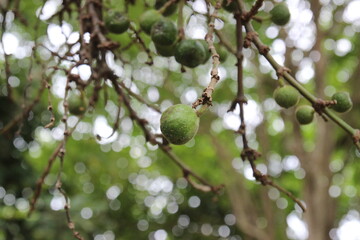Close-Up of Green Fruit Bunch in Natural Environment