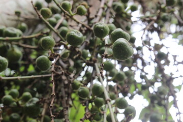 Close-Up of Green Fruit Bunch in Natural Environment
