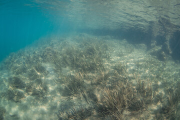 Fototapeta na wymiar Some sea grass in the lake underwater.