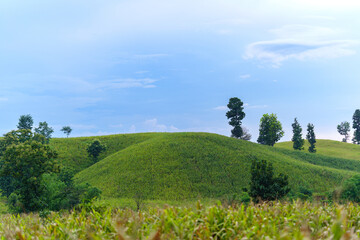 Fototapeta na wymiar Hills covered with green grass contrasting with blue skies offer beautiful scenery in Thailand.