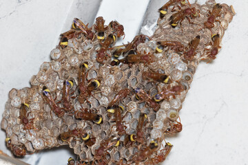 Close-up of a group of wasps on a nest with eggs. Group of wasps nesting.