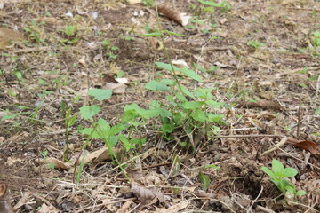 Wild Weed Plant on Natural Soil Surface