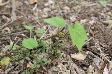 Young Green Plant Growing on Forest Floor