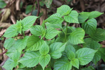 Green Leafy Plant Growing in Natural Forest Environment