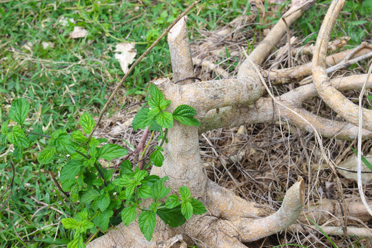 Polygonum multiflorum plant