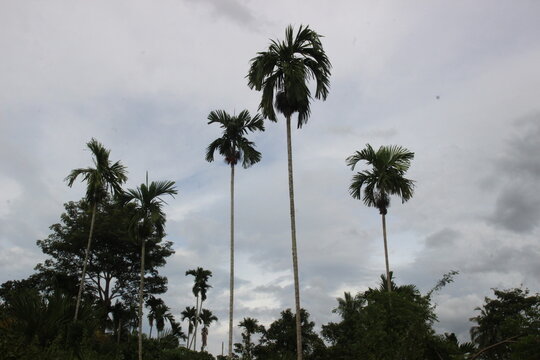 The areca nut tree is bearing fruit in the garden