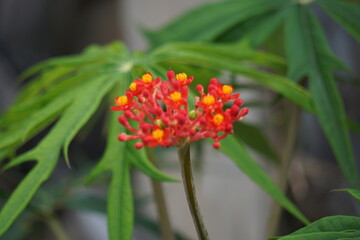 Jatropha podagrica (Also called Jarak bali, jarak batang gajah, Gout Plant, Gout Stalk) flower. This plant is used as an analgesic, tonic, aphrodisiac, purgative, laxative, snakebite, gout etc
