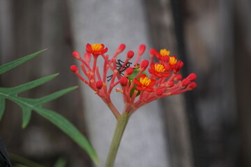 Jatropha podagrica (Also called Jarak bali, jarak batang gajah, Gout Plant, Gout Stalk) flower....