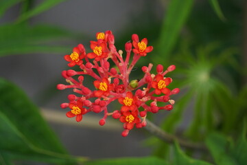 Jatropha podagrica (Also called Jarak bali, jarak batang gajah, Gout Plant, Gout Stalk) flower. This plant is used as an analgesic, tonic, aphrodisiac, purgative, laxative, snakebite, gout etc
