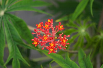 Jatropha podagrica (Also called Jarak bali, jarak batang gajah, Gout Plant, Gout Stalk) flower. This plant is used as an analgesic, tonic, aphrodisiac, purgative, laxative, snakebite, gout etc